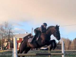 hästar SÖKER!! - Annons 5