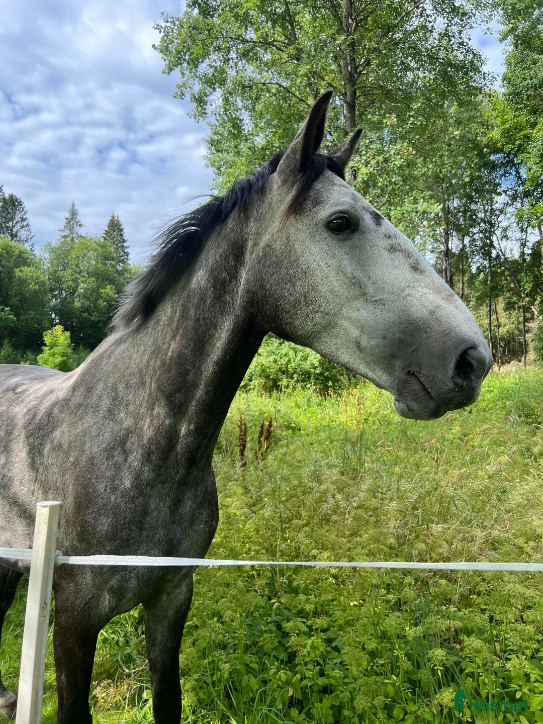 Hoppning hästar till salu: Lyxig hobbyhäst/Perfekt mor/dotter häst - Annons 1