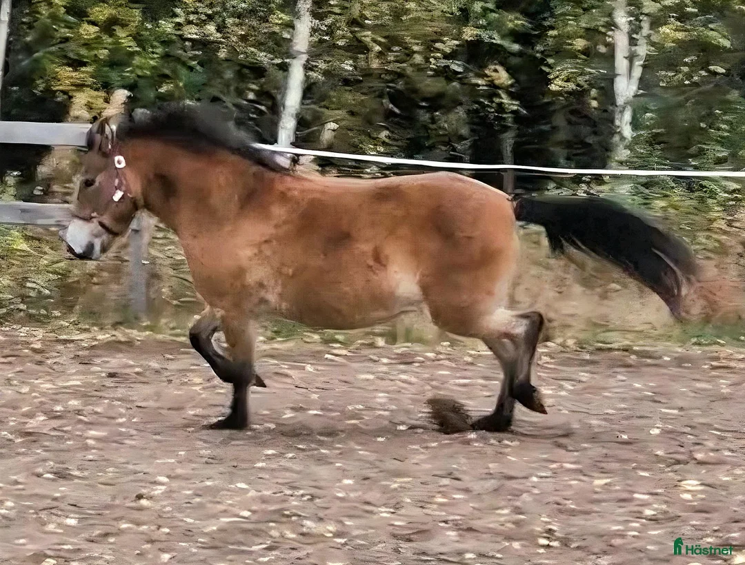 Allround hästar till salu: Sto med potential  - Annons 2