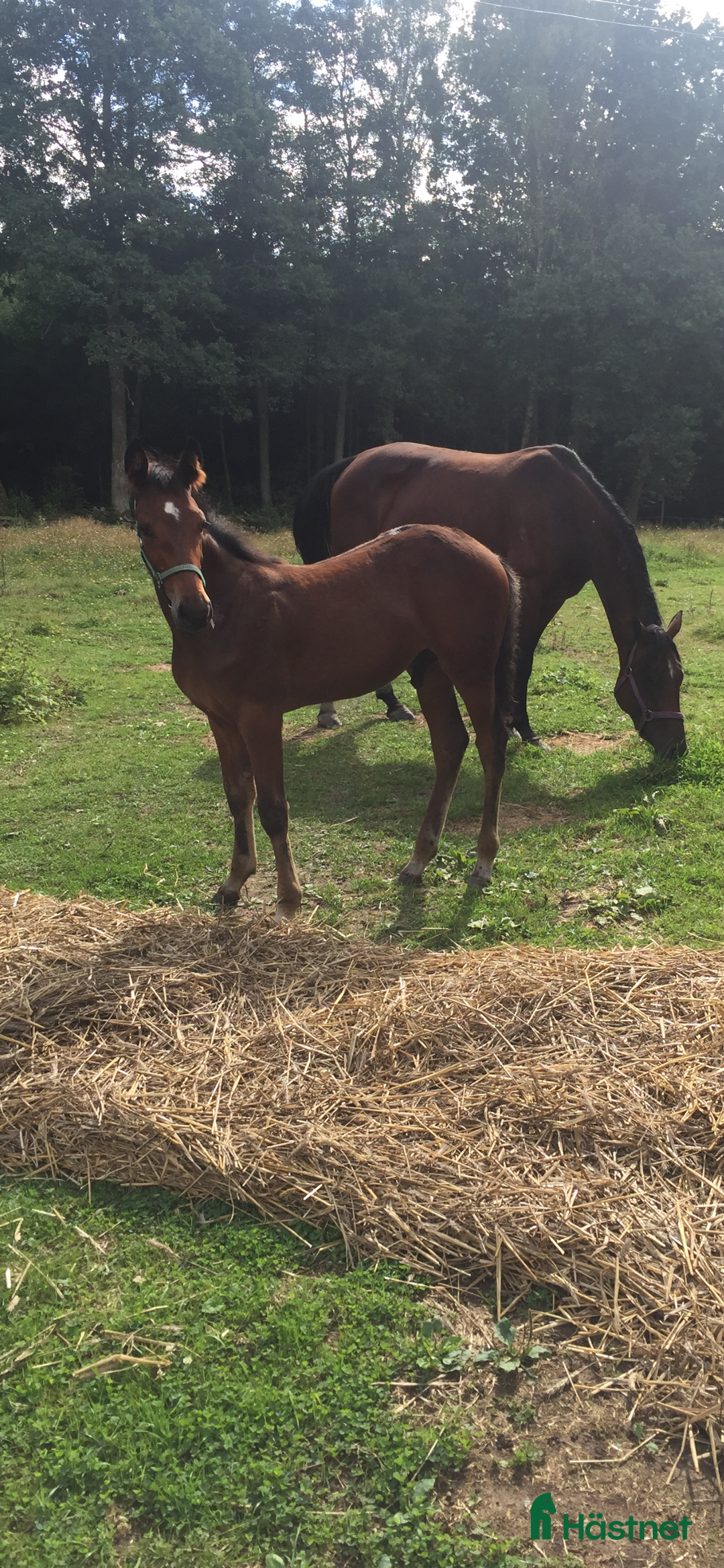 Trav hästar sökes: Varmblodssto till avel sökes  i Trollhättan - Annons 1