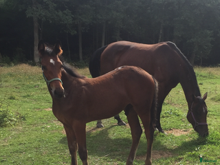 hästar Varmblodssto till avel sökes i Trollhättan - Annons 4