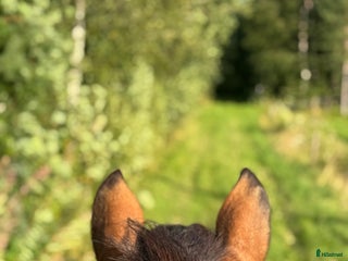 hästar Söker snäll häst i Örnsköldsvik - Annons 6