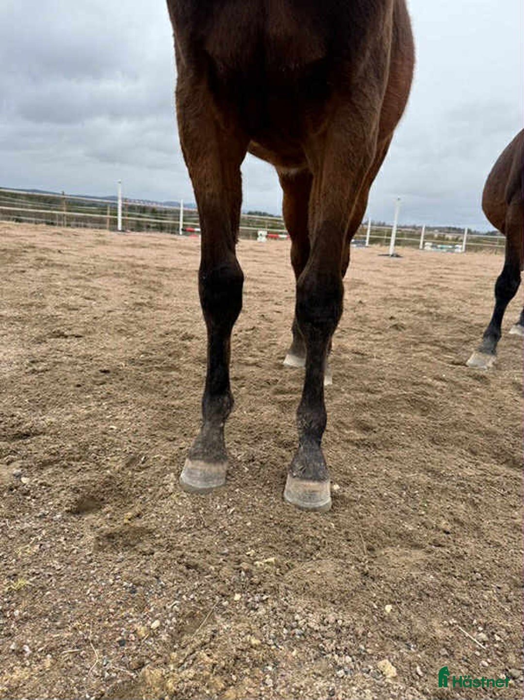 Hoppning hästar till salu: Ettåring Nebraska VDL - Hip Hop i Östra Ämtervik - Annons 4
