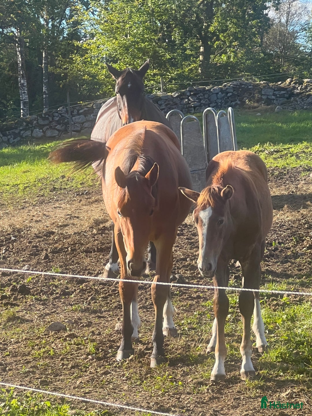 Hoppning hästar till salu: Vacker ädelsten! i Strömsnäsbruk - Annons 2