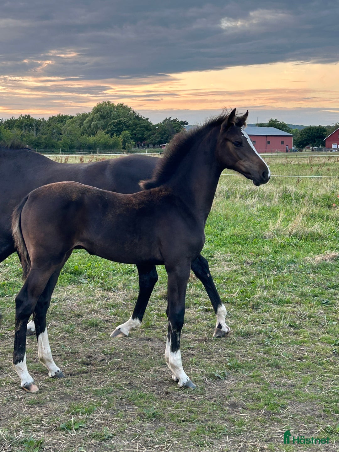 Hoppning hästar till salu: Fantastiskt stoföl för framtiden⭐️ - Annons 1