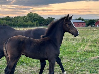 hästar Fantastiskt stoföl för framtiden⭐️ - Annons 17