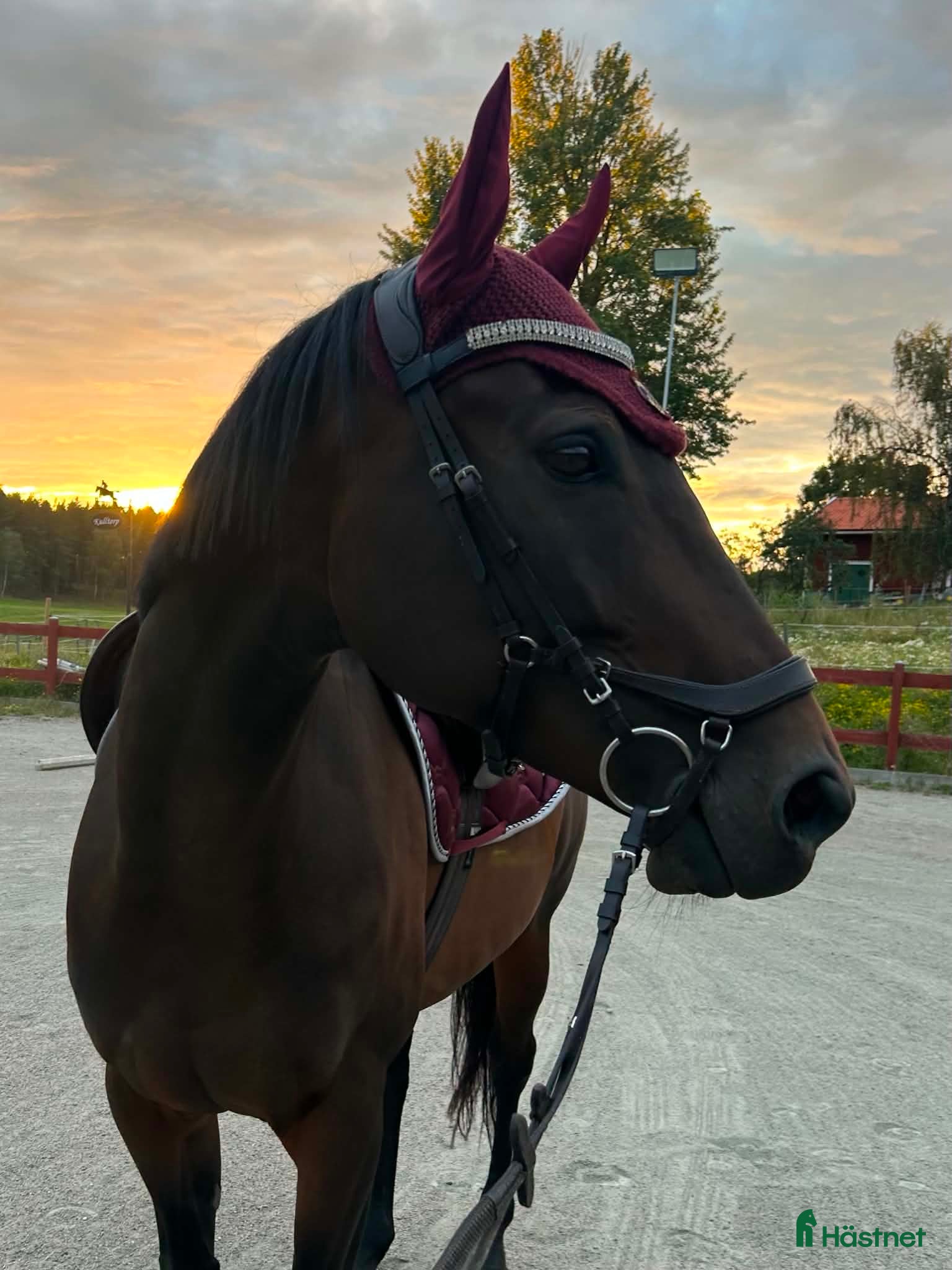  hästar Superfint fullblodssto - Annons 1