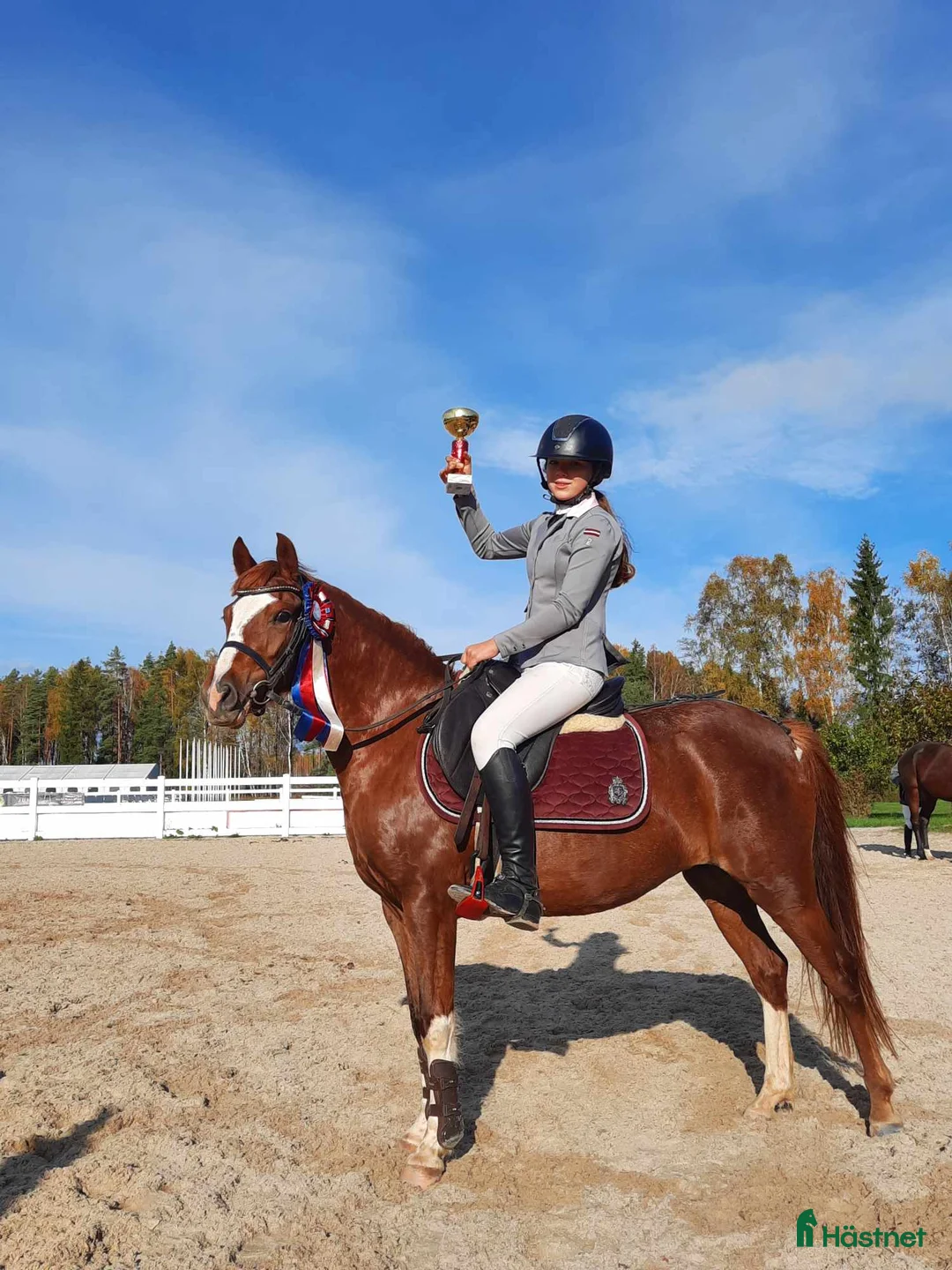 Hoppning hästar till salu: Champion pony i Stockholm - Annons 3