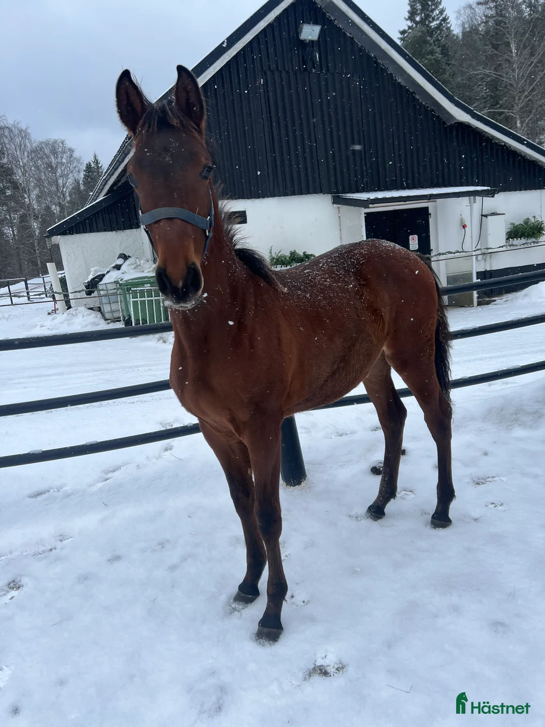 Allround hästar till salu: FYND! Trevlig ettåring med hoppstam  i Forserum - Annons 2