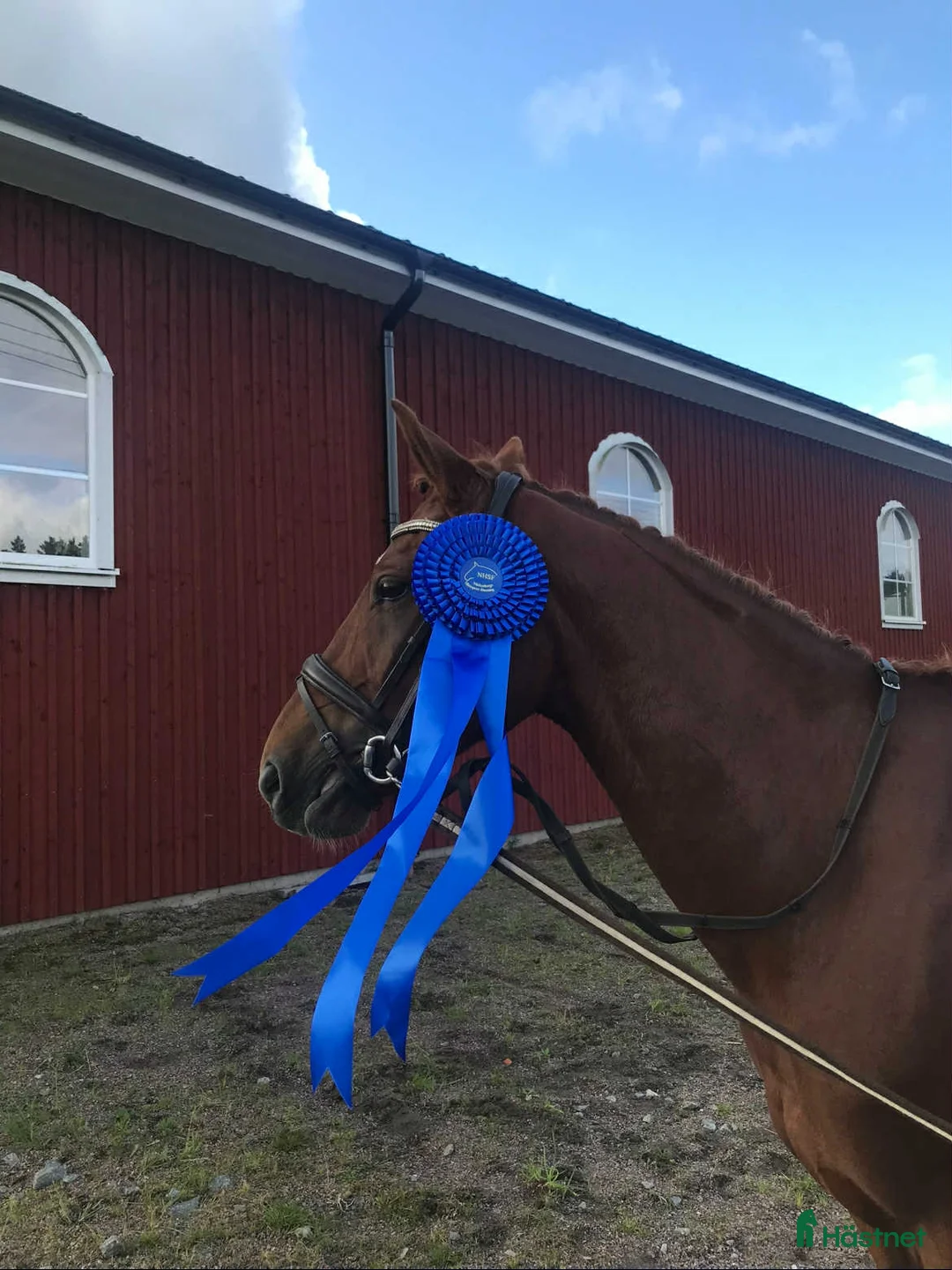 Allround hästar till salu: UTVECKLINGSBAR D-PONNY i Vintrosa - Annons 9