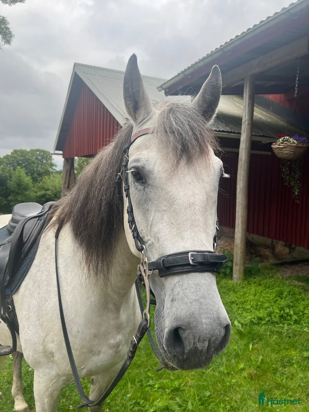  stallplats finnes: Stallplats/ lösdrift sökes i Borås - Annons 1