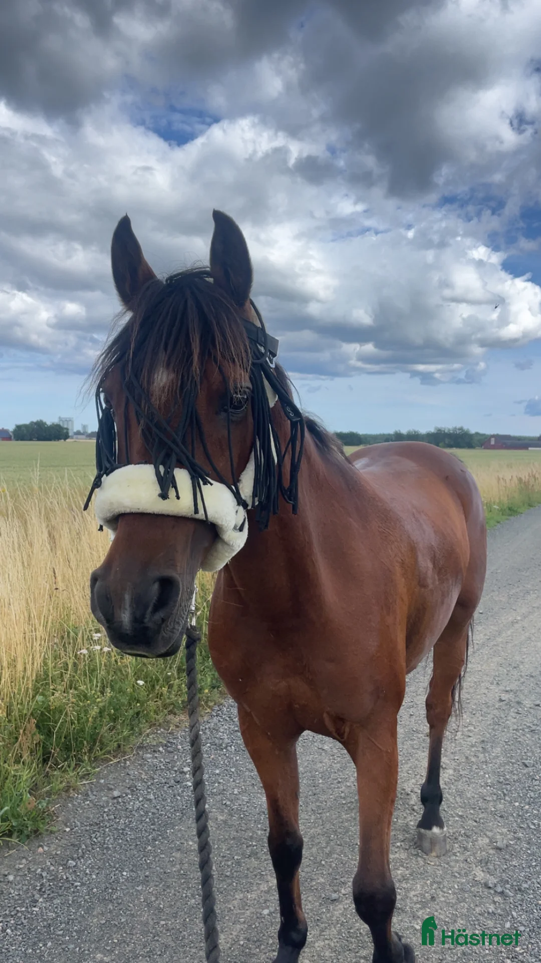 Allround hästar till salu: Supersnälla Tulle söker ett sista hem - Annons 1