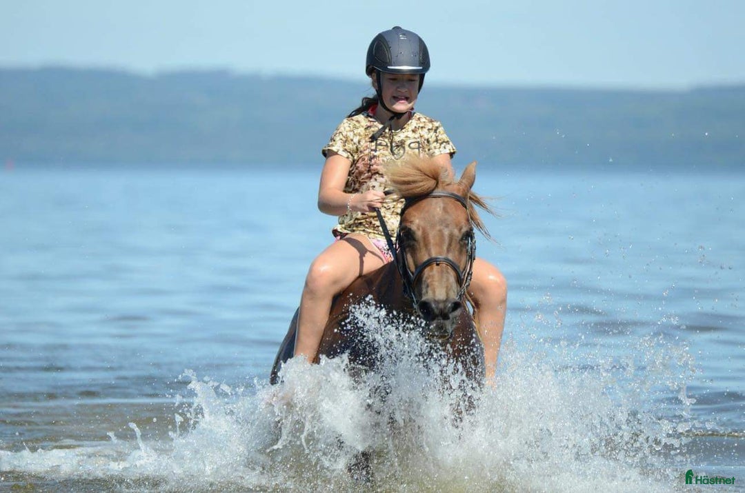  hästservice finnes: Ridläger sommaren 2026 på www.kyrkobacka.se i Lidköping - Annons 2