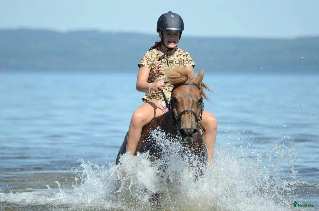  hästservice finnes: Ridläger sommaren 2026 på www.kyrkobacka.se i Lidköping - Annons 2