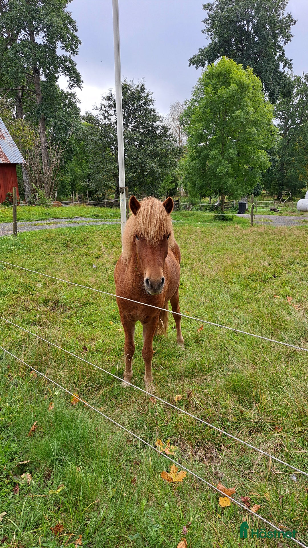 Island hästar till salu: Skogsmulle Tyr och framtidsämne Teitur. i Åseda - Annons 3