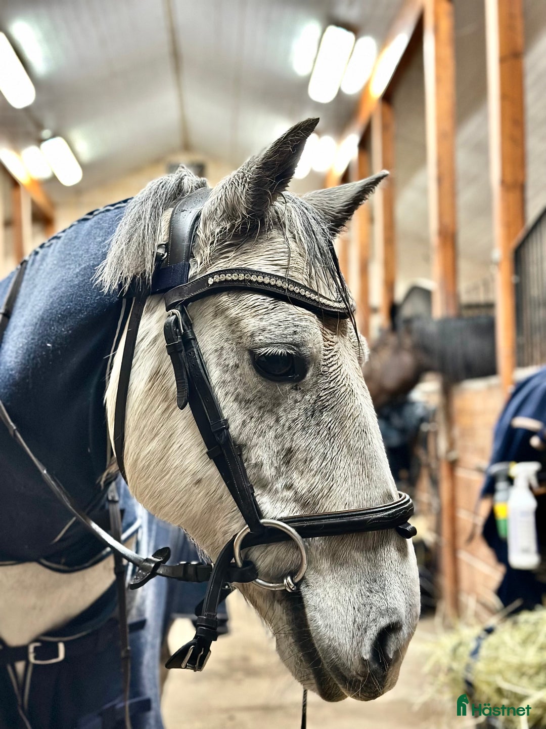 Allround hästar till salu: Charmig valack - en framtida 🌟 i Brunflo - Annons 3