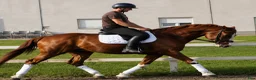 Allround hästar till salu: Top coloured dressage & driving Champion - Annons 6