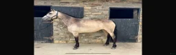 Allround hästar till salu: Top Ponies Cobs and Horses for Sale ☘️ - Annons 4