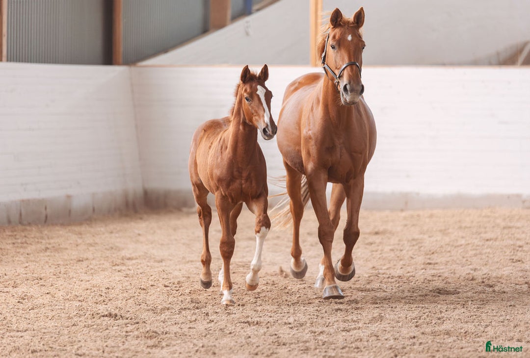Hoppning hästar till salu: Blivande stjärna⭐⭐ i Tierp - Annons 4