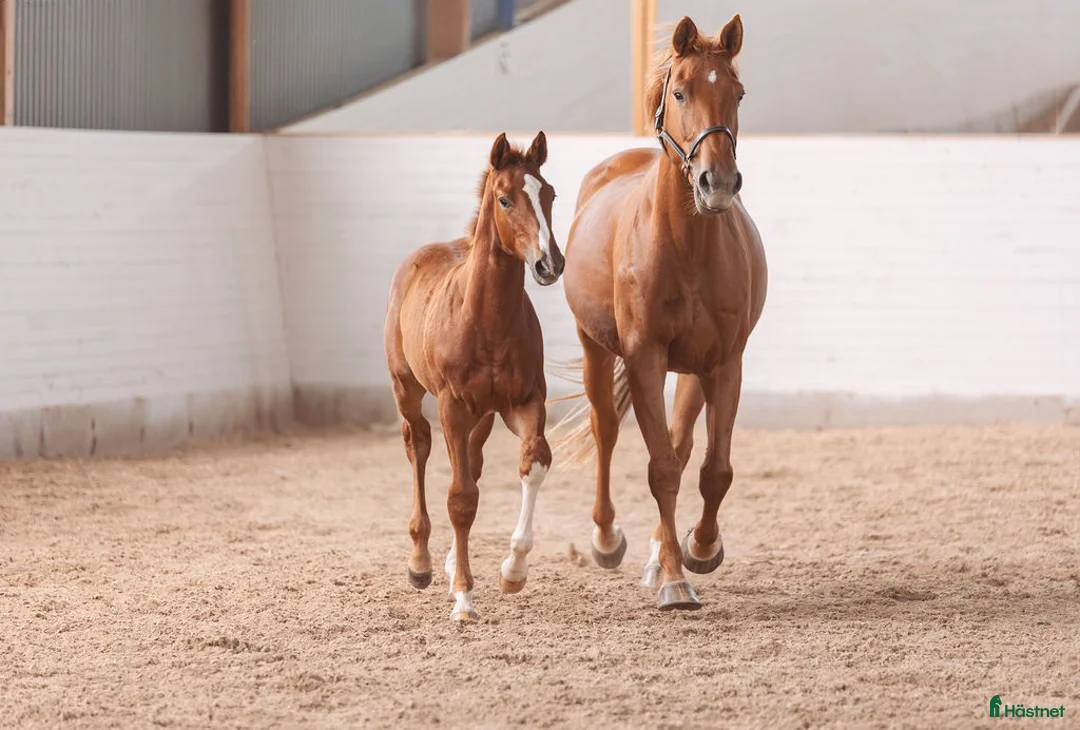 Hoppning hästar till salu: Blivande stjärna⭐⭐ i Tierp - Annons 4
