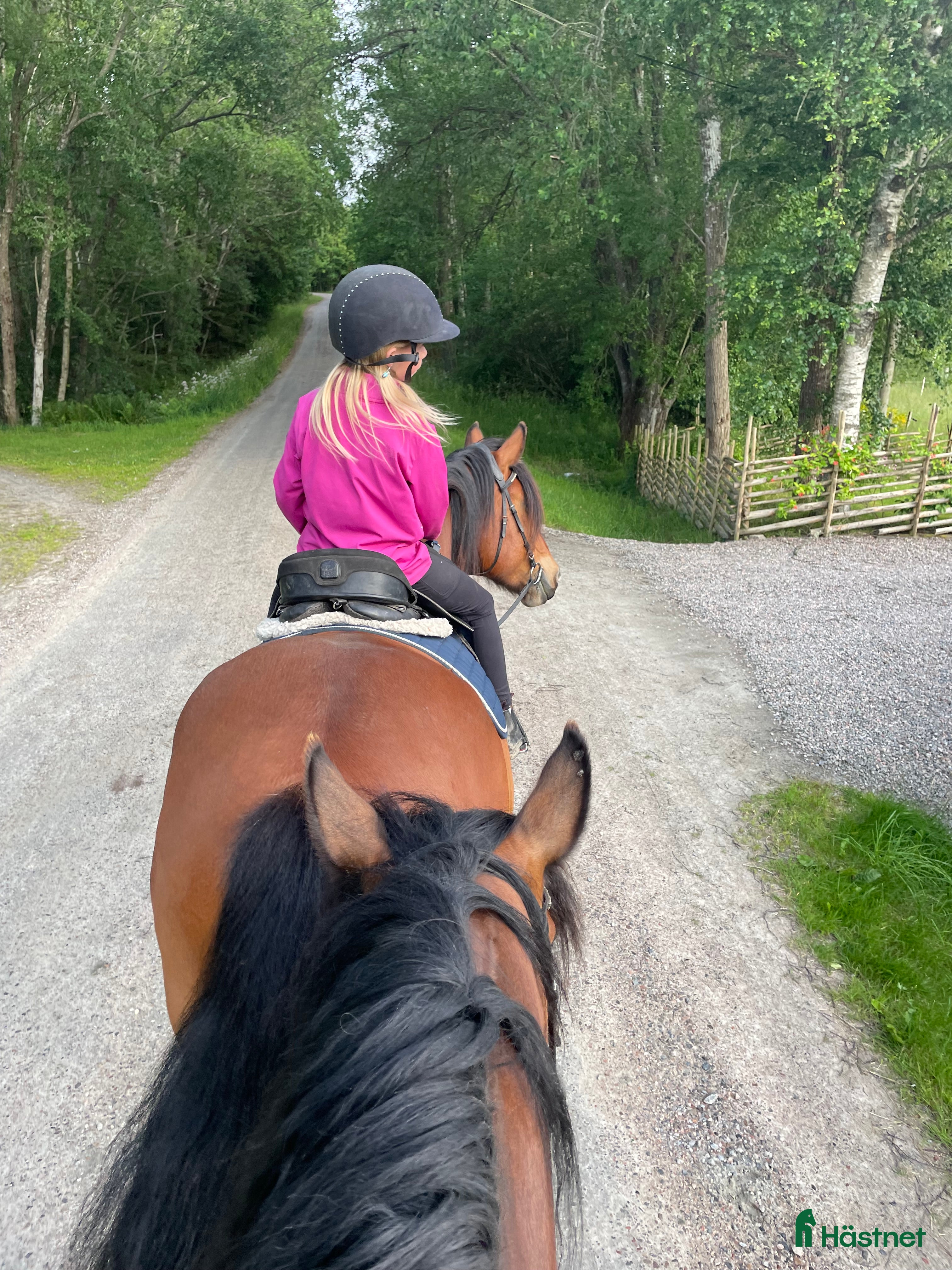  hästar Sällskaps ponny sökes  - Annons 1