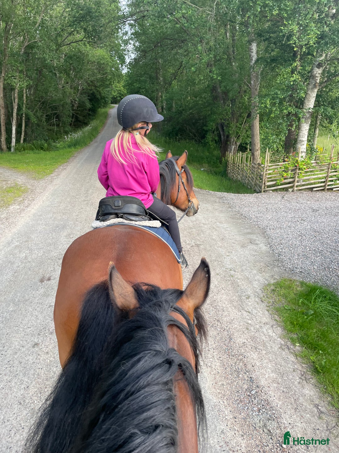 Sällskap hästar sökes: Sällskaps ponny sökes  - Annons 1