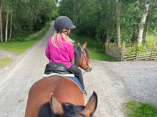 hästar Sällskaps ponny sökes i Kode - Annons 2