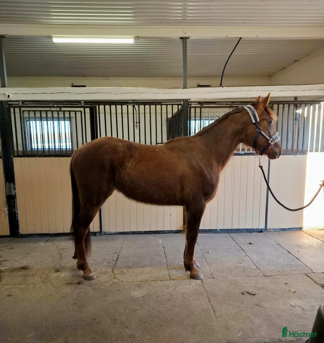 Trav hästar till salu: 2-årssto säljes/leasas - Annons 2