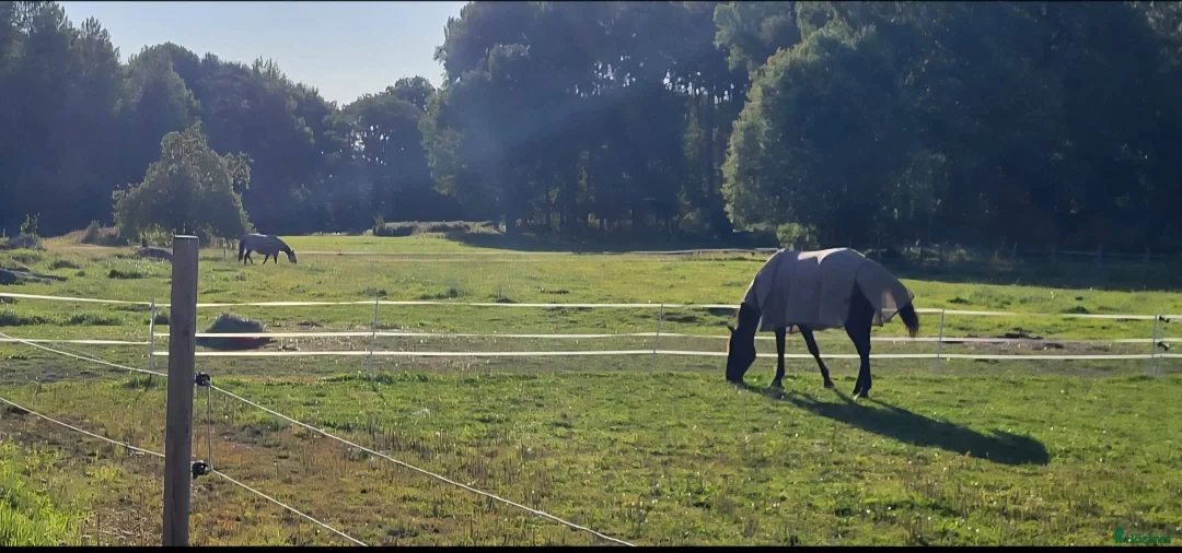  stallplats finnes: Ärla, Eskilstuna: Lösdrift och stallplatser lediga - Annons 4