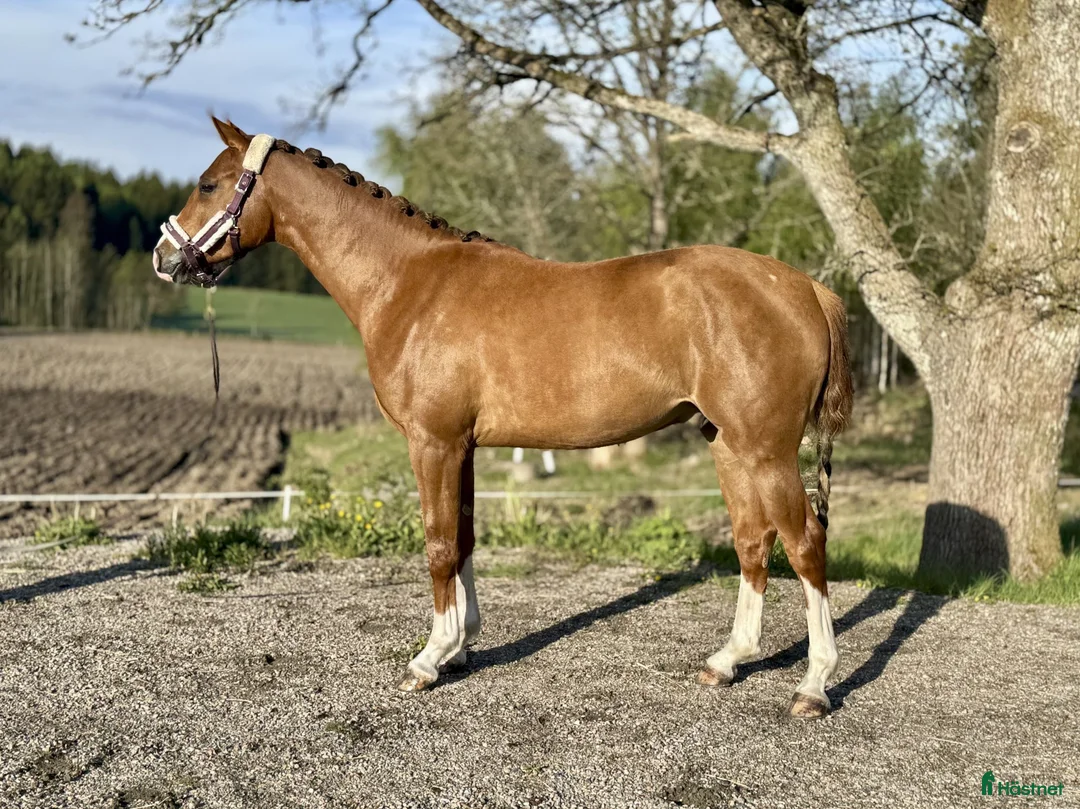 Hoppning hästar till salu: 3 åring efter Try Me-K van Kattenheye-Cassini II - Annons 2