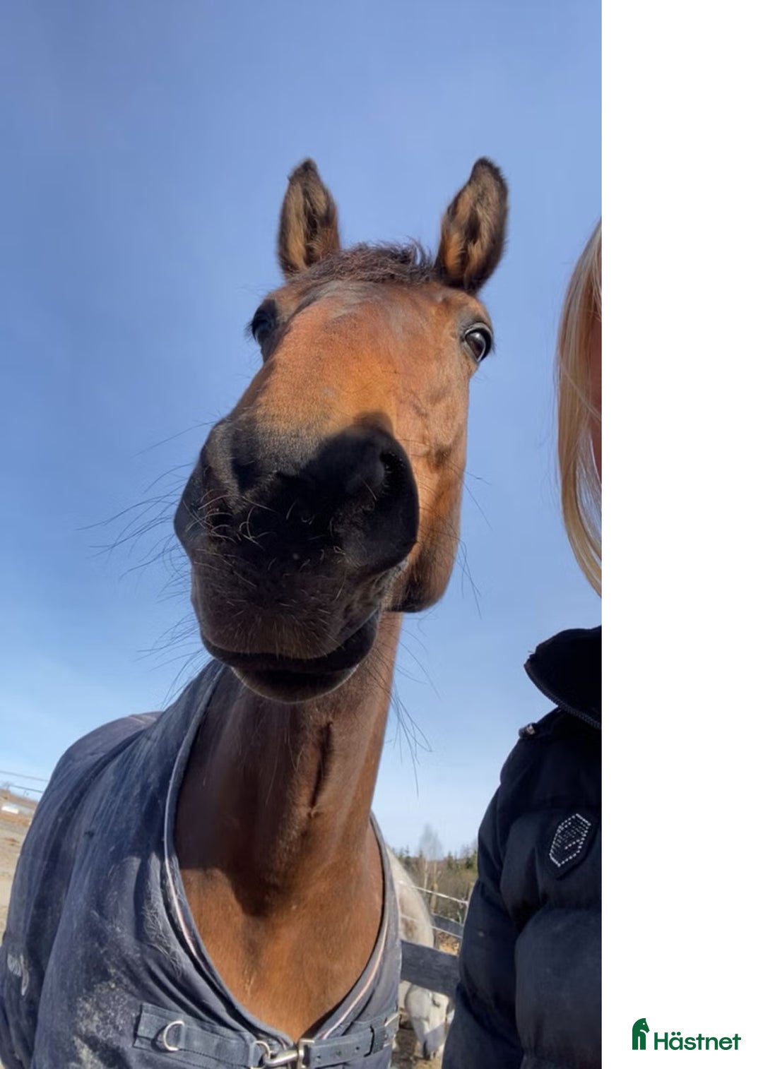 Hoppning hästar till salu: Snill spranghest med stor kapasitet i Nittedal - Annons 16