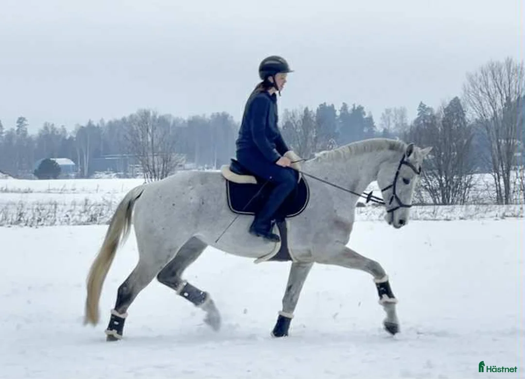 Allround hästar till salu: Hopphäst med mycket trevliga gångarter i Sala - Annons 5