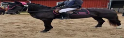 Allround hästar till salu: Fint sto med hög integritet i Torsby - Annons 2