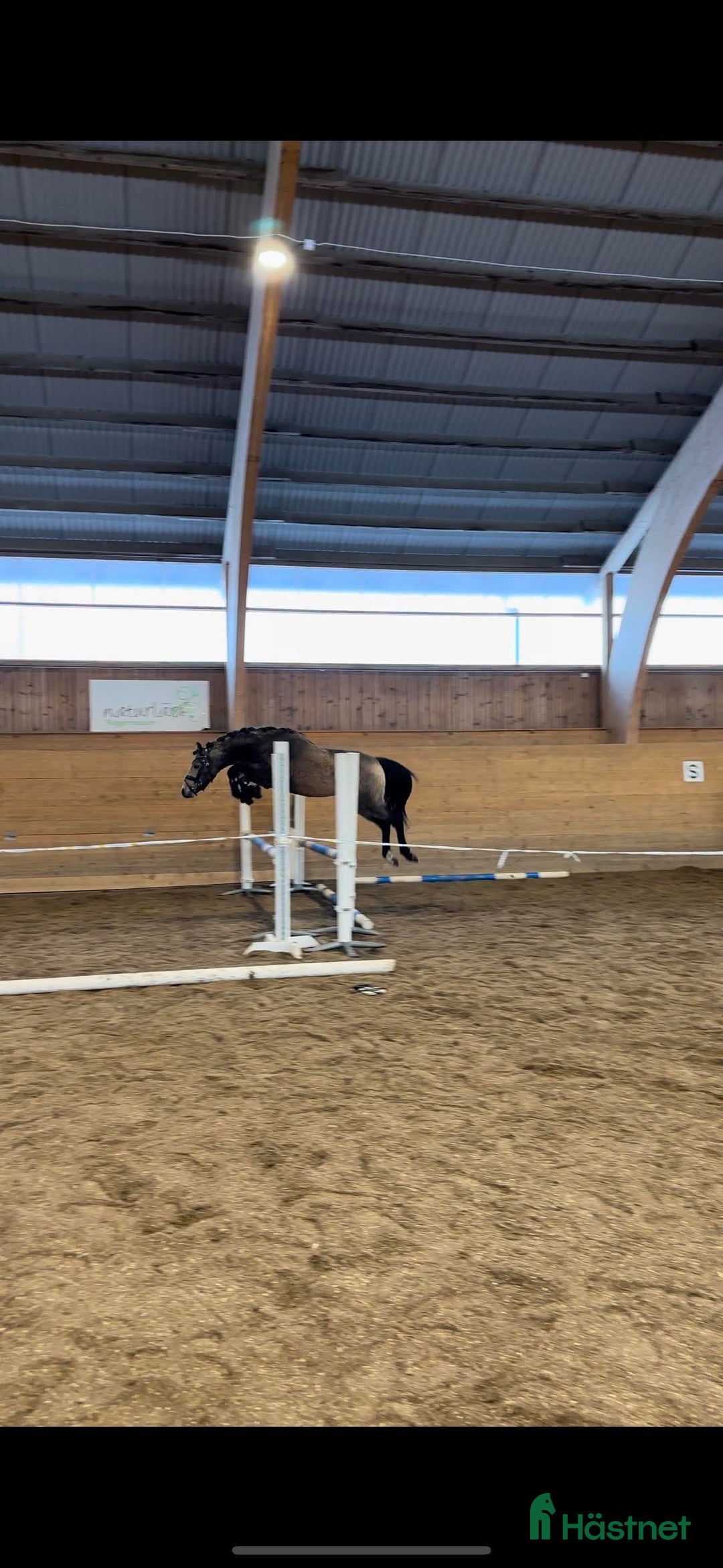 Allround hästar till salu: Unikt framtidsämne för dressyr, hopp elr fltvn i Vallsta - Annons 5