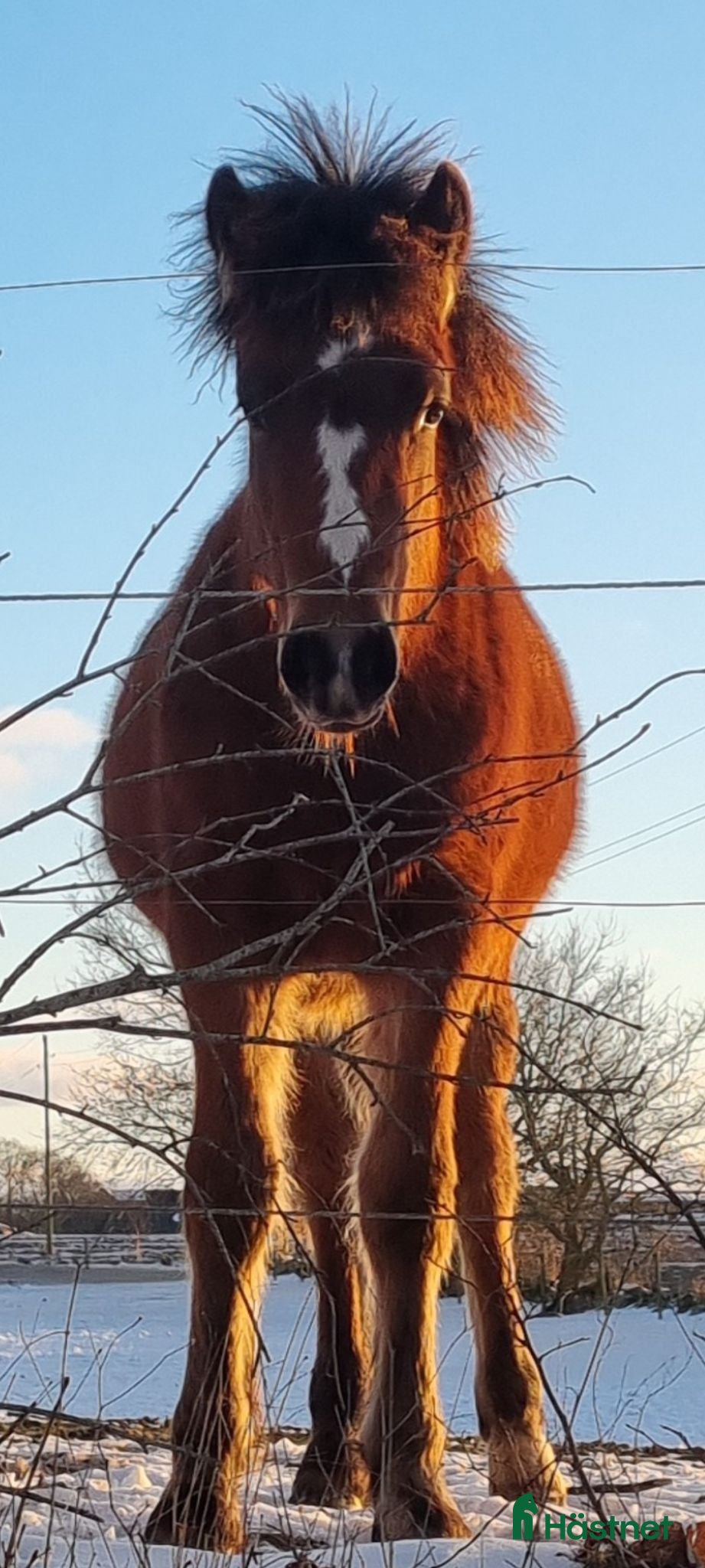  hästar Avelschansad hingst - Annons 2