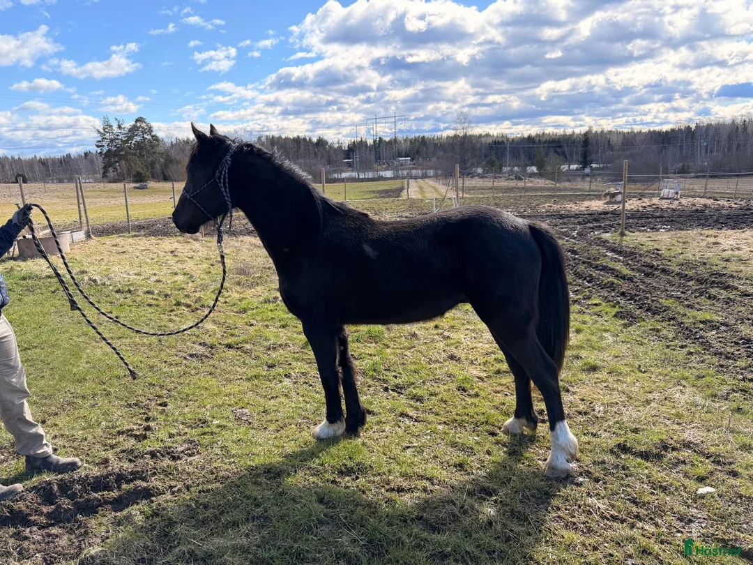Working Equitation hästar till salu: 2 årig Valack  i Vedevåg - Annons 4