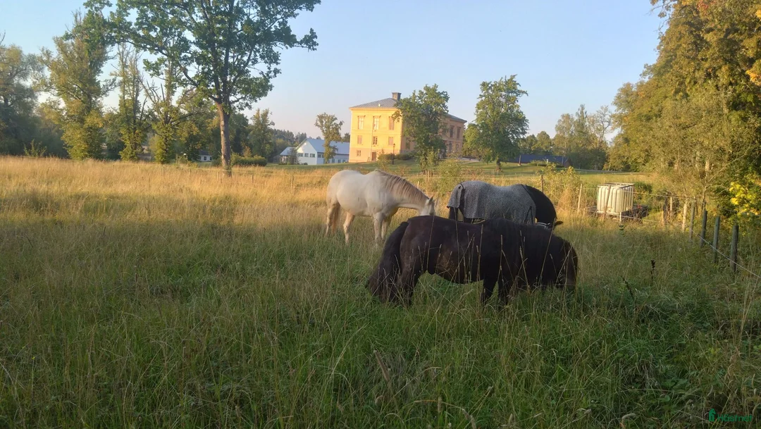  stallplats finnes: Stallplats med mycket service - Annons 2