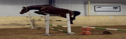 Hoppning hästar till salu: He.Ro Stud SUMMER SALE ! - Annons 7