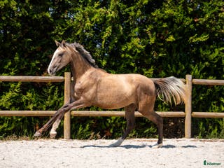 hästar Ettåring lusowarmblood i Lund - Annons 18