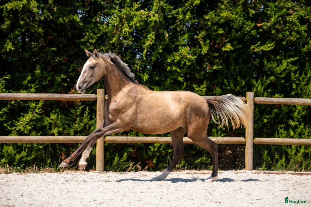 Avelshästar hästar till salu: 2-årssto lusowarmblood - Annons 1