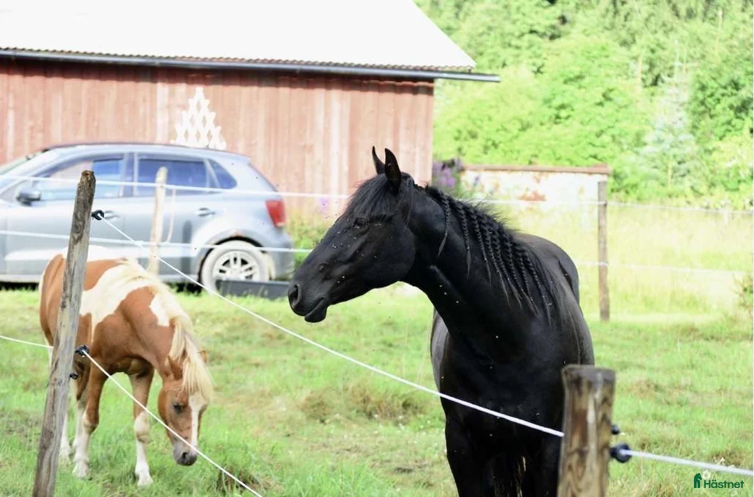 Allround hästar till salu: Ett charmtroll som drar blickar till sig! - Annons 3