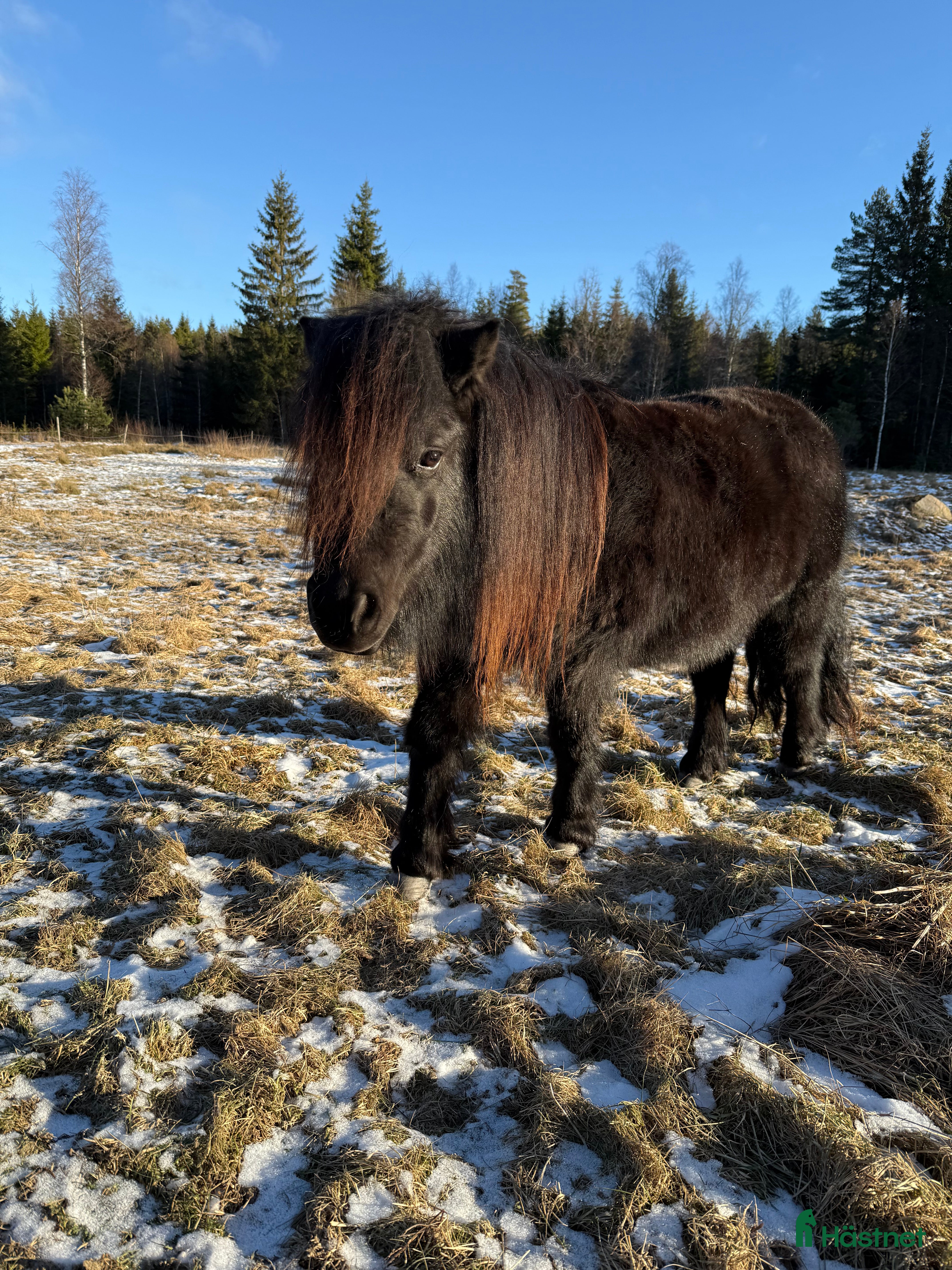  hästar Barnvänligt Shettissto i Hestra - Annons 2
