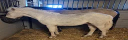 Allround hästar till salu: Cremello Surprice alias Alven - Annons 3