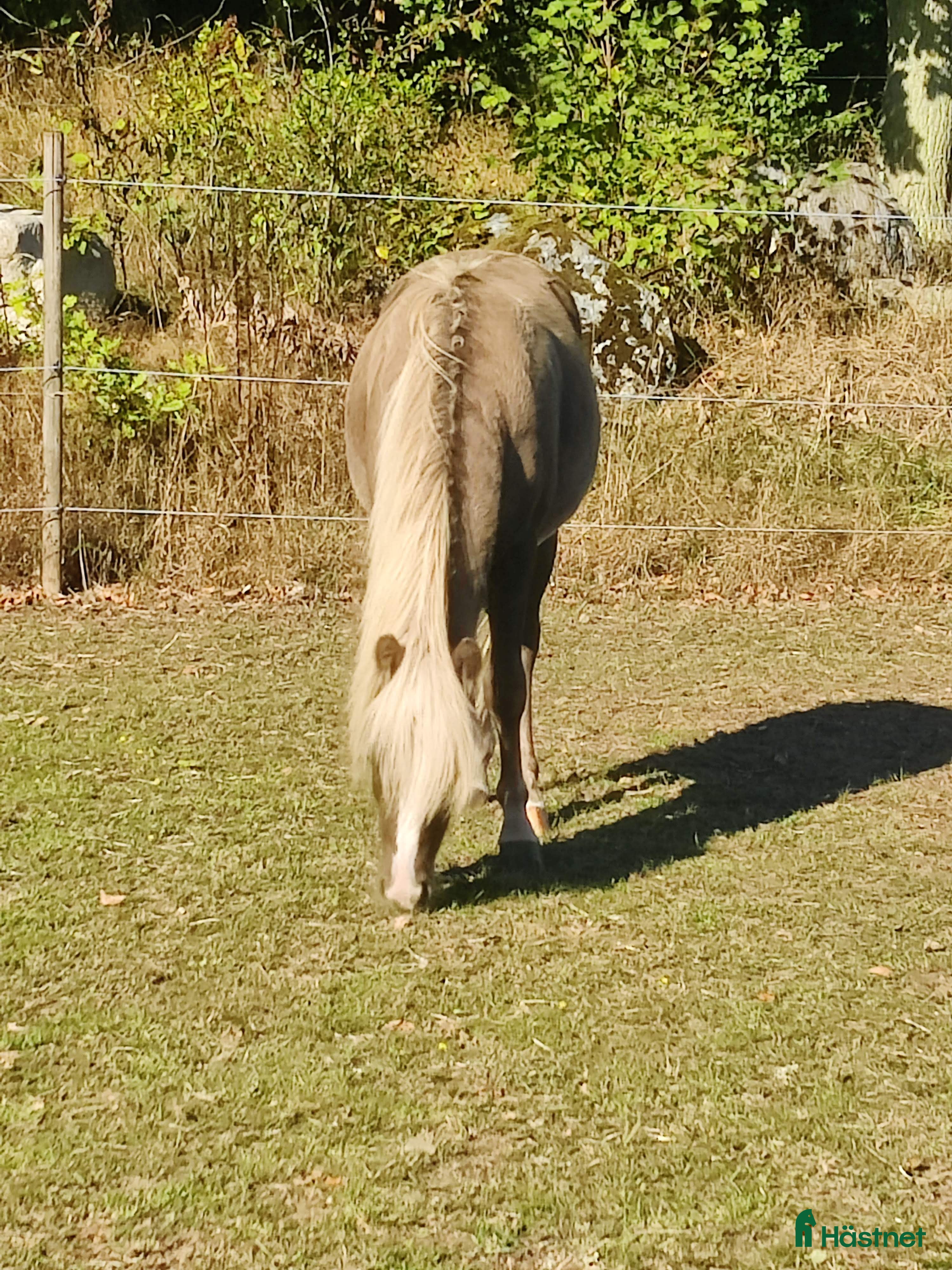  hästar American Curly/ Welsh säljes/bytes i Ballingslöv - Annons 1
