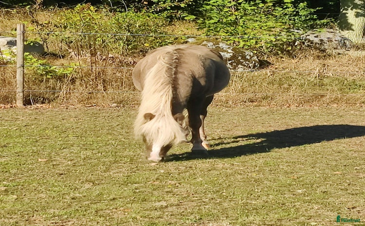  hästar i Ballingslöv - Annons 6