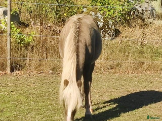 hästar American Curly/ Welsh säljes/bytes i Ballingslöv - Annons 5