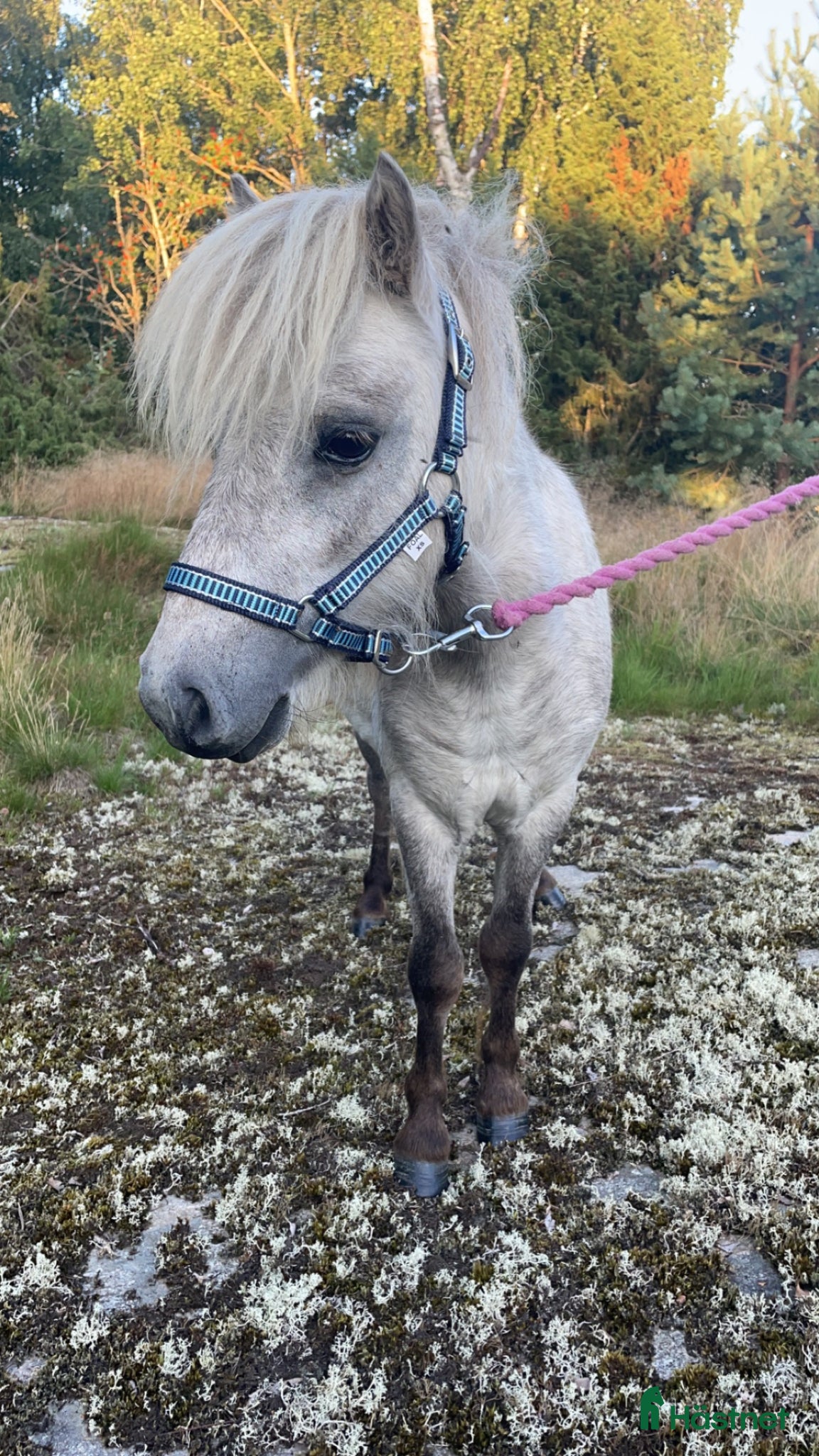  hästar Fin miniatyr hingst  - Annons 6
