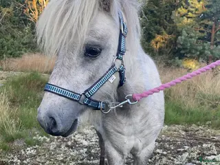 hästar Fin miniatyr hingst - Annons 6