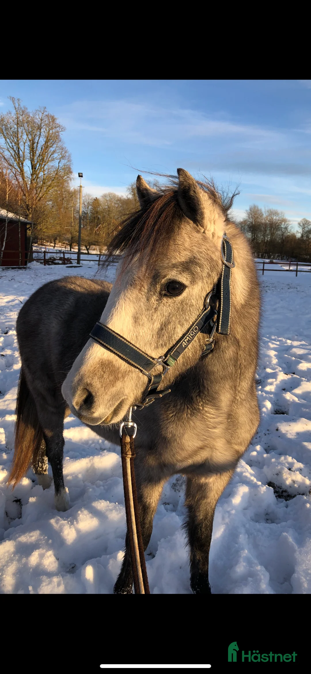 Hoppning hästar till salu: Kvalitetsponny för dom största klasserna💫 i Munka-ljungby - Annons 3