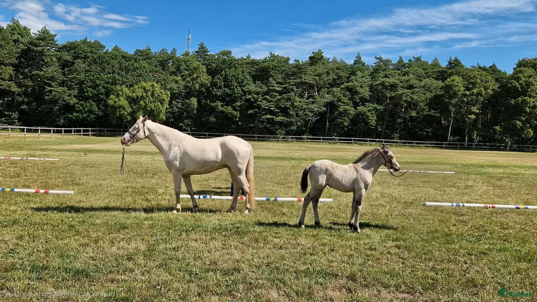 Allround hästar till salu: Gulbrunt Connemara-stoföl Klass 1, 38p - Annons 1